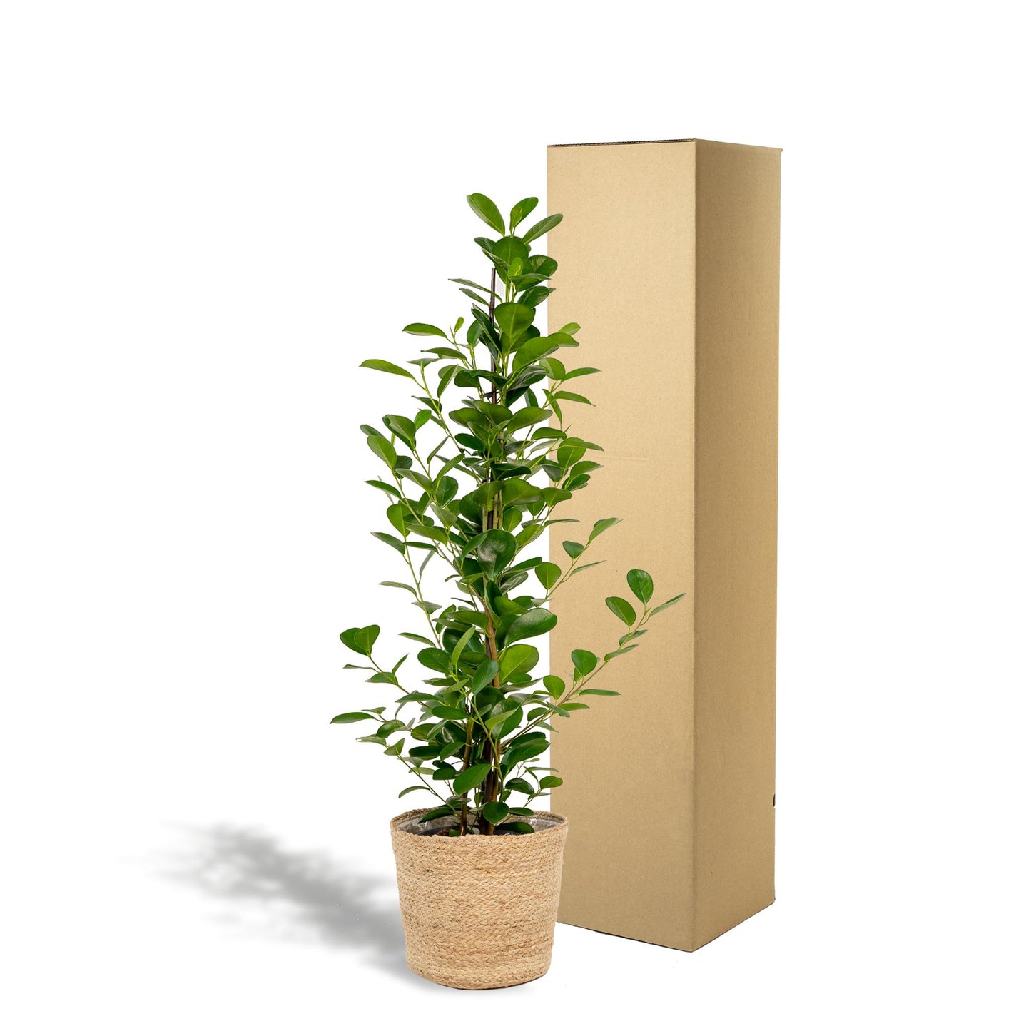 Ficus microcarpa Moclame - Chinesische Feige - Ø21cm - ↨95cm + Korb Selin