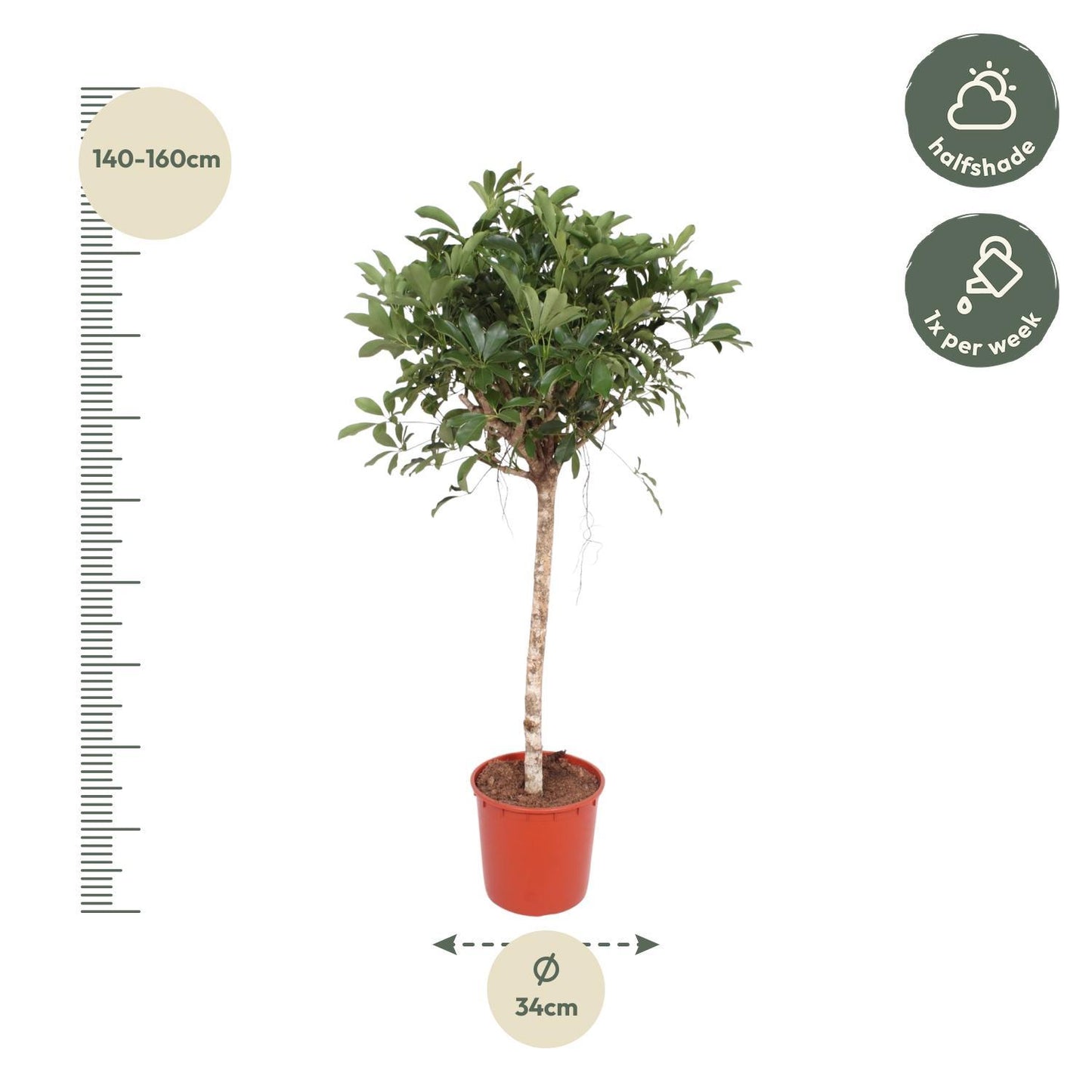 Schefflera Arboricola Compacta - ↨150 cm - Ø34cm