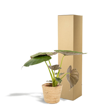 Alocasia Wentii - ↨65cm - Ø19cm + Korb Selin