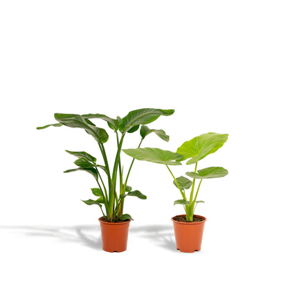 Strelitzia Nicolai - Ø19cm - ↨85cm + Alocasia Macrorrhiza - Ø19cm - ↨70cm