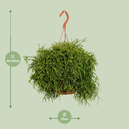 Rhipsalis Heteroclada - Ø21cm - ↨45cm