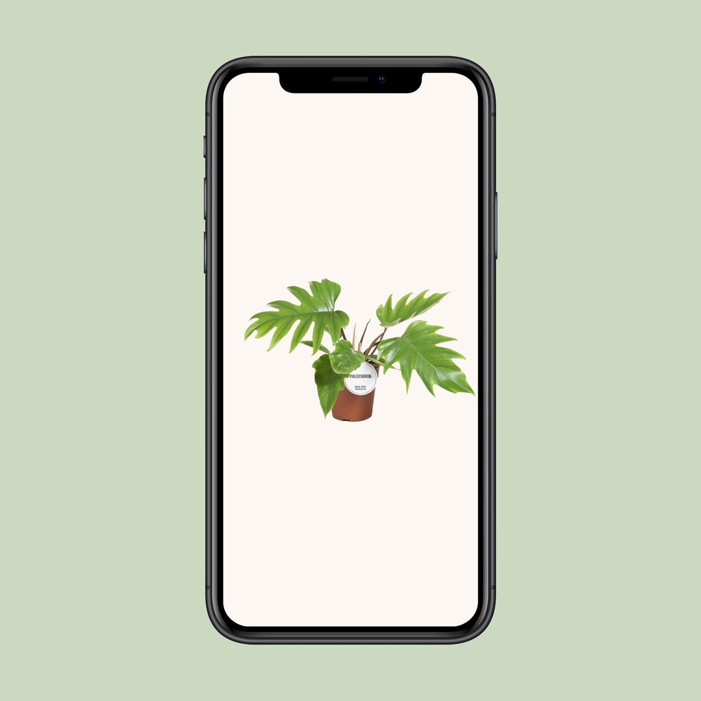 Philodendron Mayoi - Ø15cm - ↨35cm