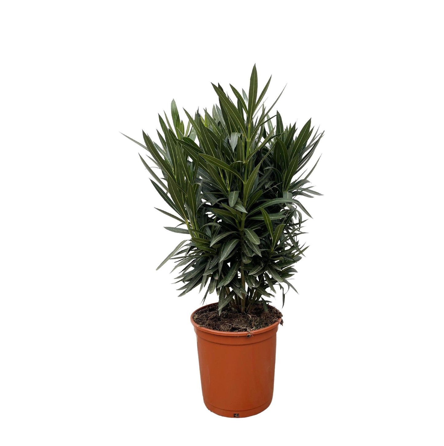 Nerium Oleander Strauch mit weißer Blüte - ↨130cm- Ø26cm