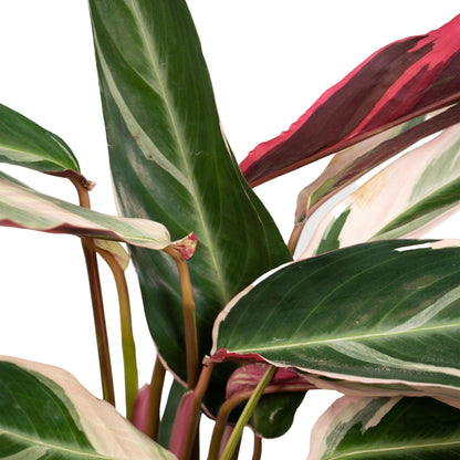 Calathea Triostar - Pfauenpflanze - ↨70cm - Ø19cm