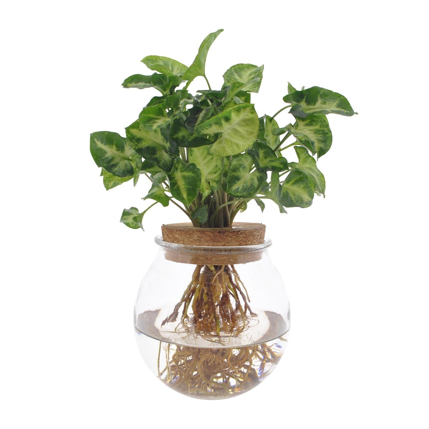 Syngonium Pixie im Glas - Ø12cm - ↨30cm