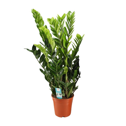 Zamioculcas Zamiifolia - Ø21cm - ↨95cm