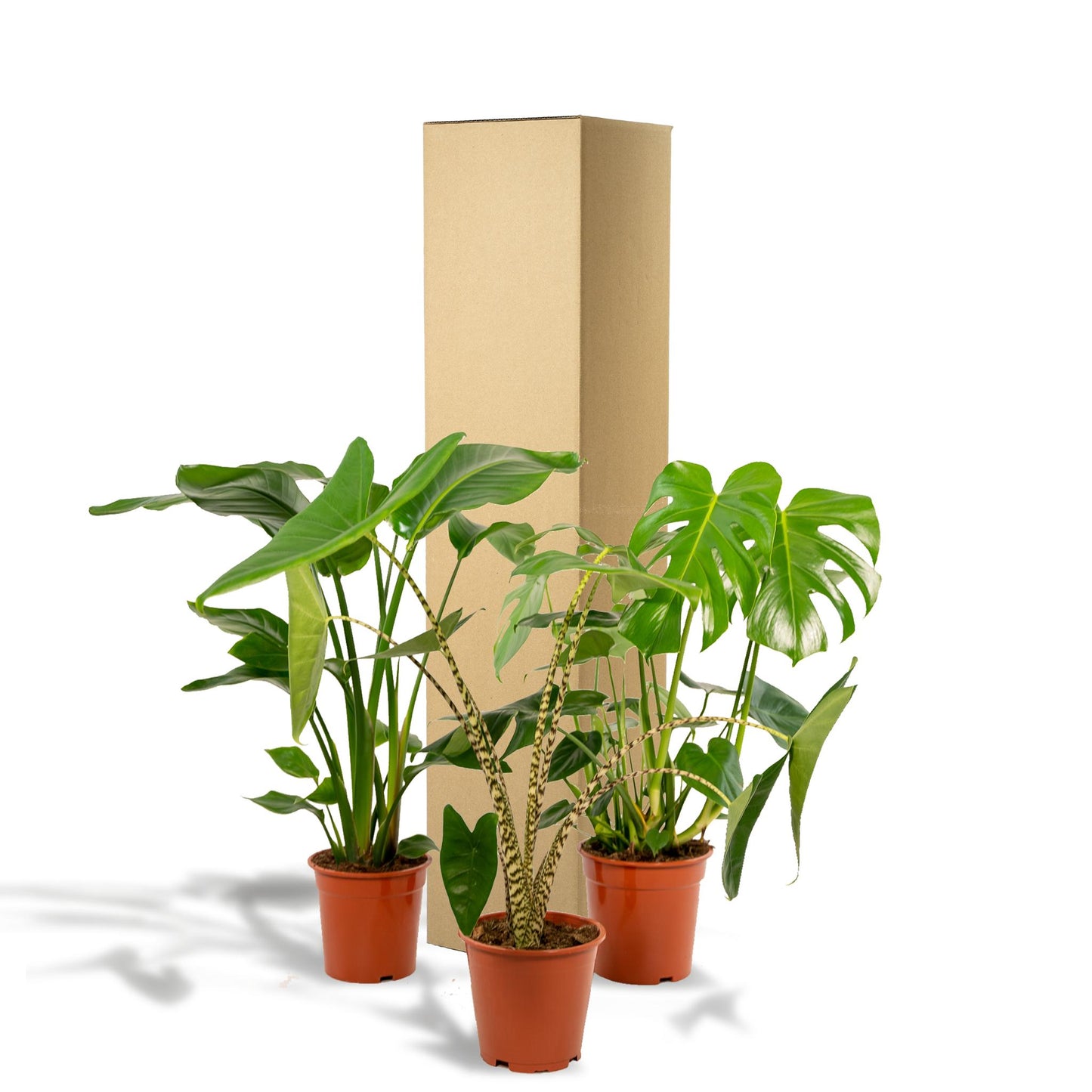 Monstera Deliciosa - Ø21cm - ↨75cm + Alocasia Zebrina - Ø19cm - ↨75cm + Strelitzia Nicolai - Ø19cm - ↨85cm