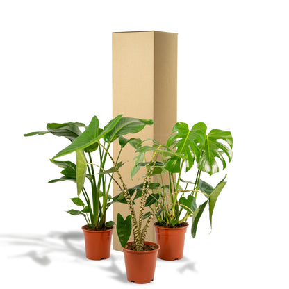 Monstera Deliciosa - Ø21cm - ↨75cm + Alocasia Zebrina - Ø19cm - ↨75cm + Strelitzia Nicolai - Ø19cm - ↨85cm