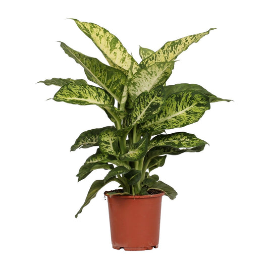 Dieffenbachia Mars -  Ø17cm - ↨50cm