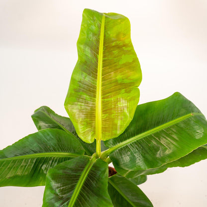 Musa Dwarf Cavendish - Bananenpflanze - Ø21cm - ↨90cm + Korb Selin