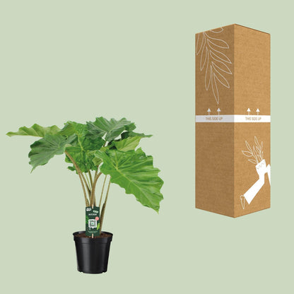 Alocasia Portodora - Elefantenohr - ↨80cm - Ø21cm