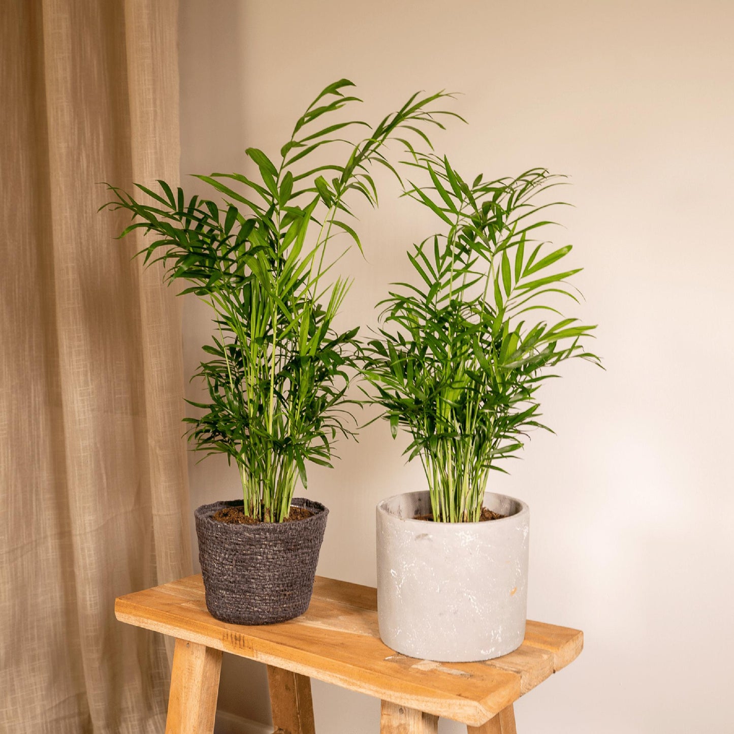 2x Chamaedorea Elegans - Mexikanische Bergpalme - Ø12cm - ↨40cm