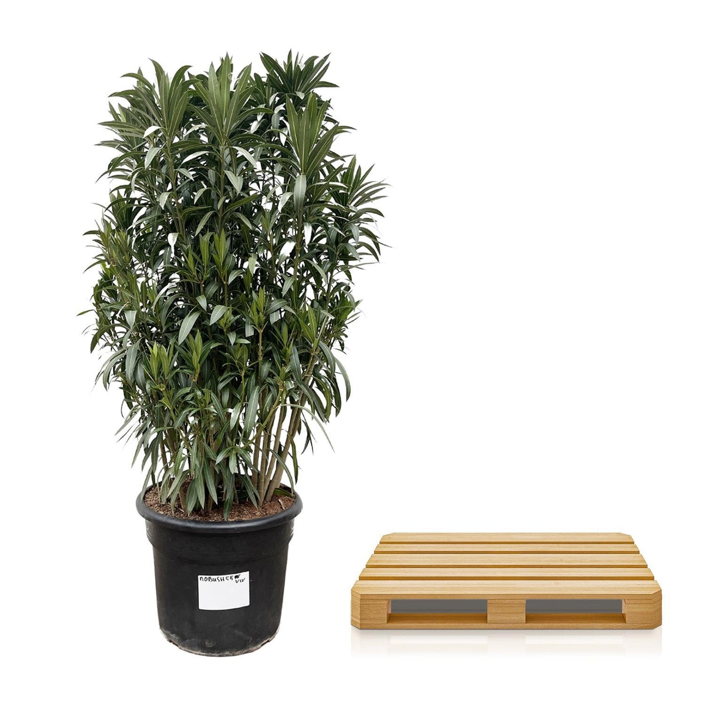 Nerium Oleander Strauch - ↨190cm- Ø55cm