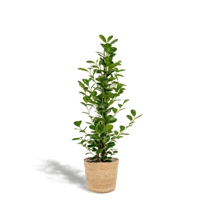 Ficus microcarpa Moclame - Chinesische Feige - Ø21cm - ↨95cm + Korb Selin