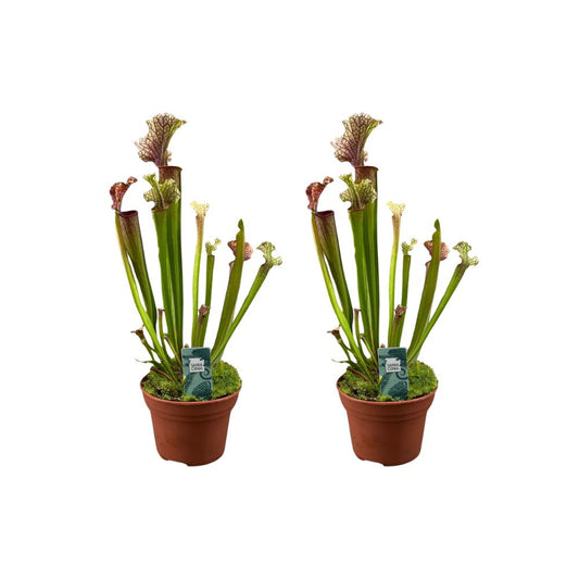 2x Sarracenia Judith Hindle - Ø12cm - ↨30cm