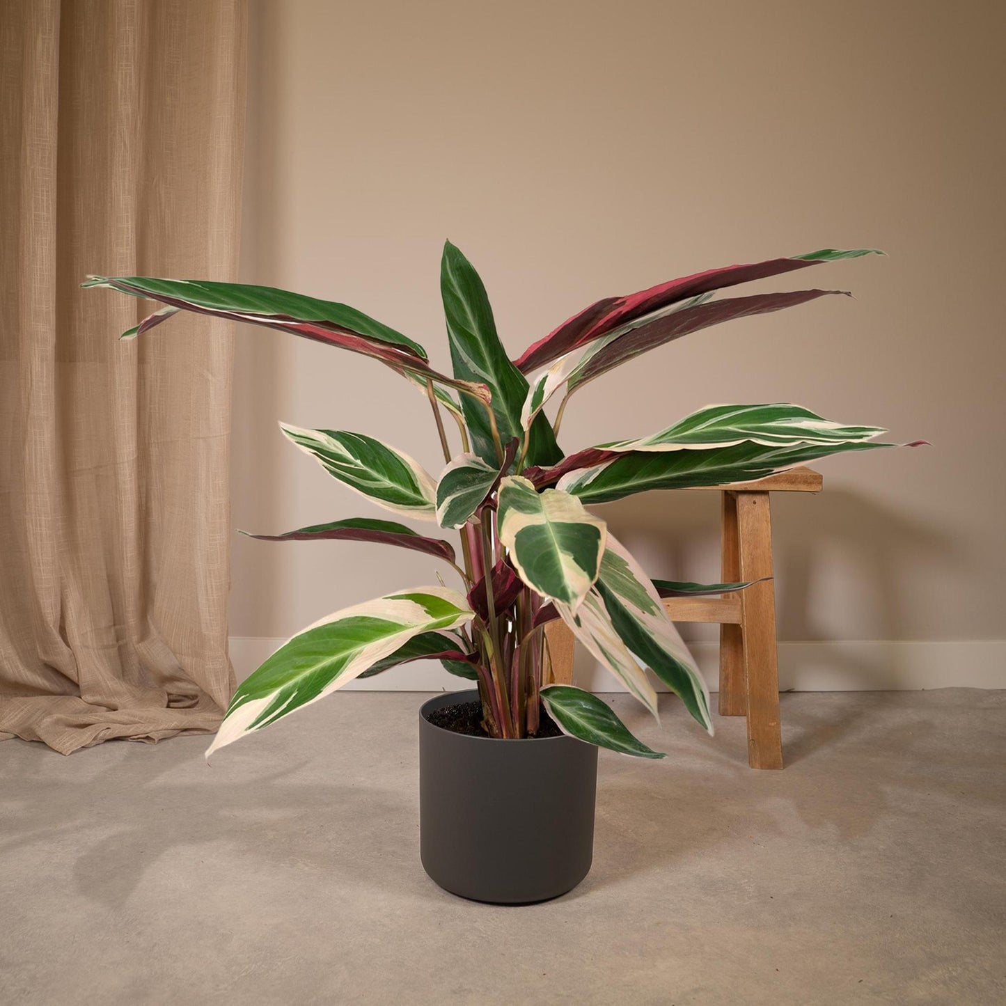 Calathea Triostar - Pfauenpflanze - ↨70cm - Ø19cm