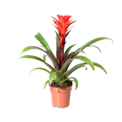 Guzmania Rockyflower Hope - Ø12cm - ↨43cm