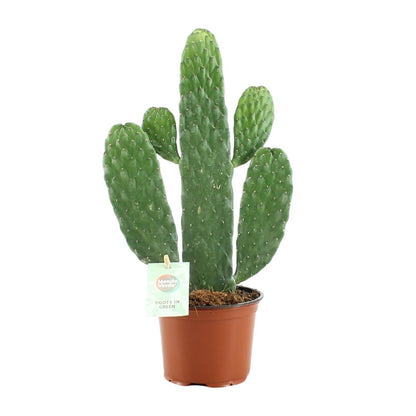 Opuntia Rubescens Consolea - Ø12cm - ↨35cm