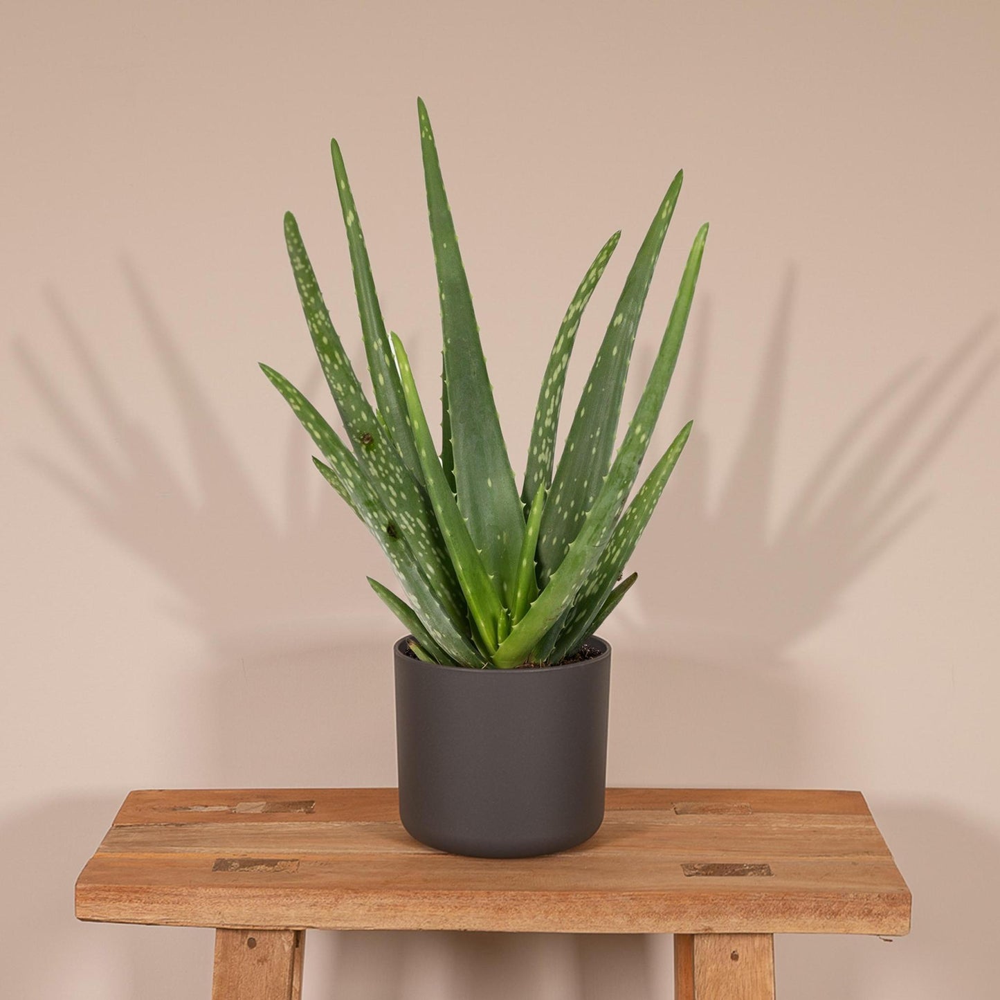 Aloe vera - ↨40cm - Ø12cm