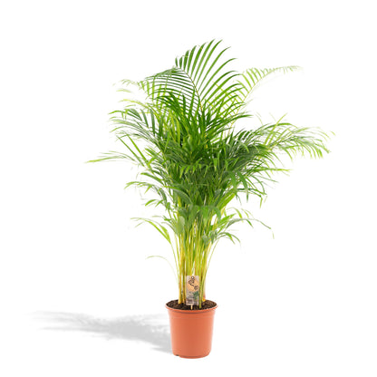 Areca-Palme -↨130cm - Ø24cm