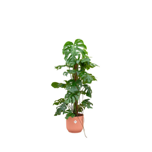 Kombideal - Monstera Pertusum XL - Elho Vibes Fold Round Topf rosa-  Ø30cm  - ↨120 cm