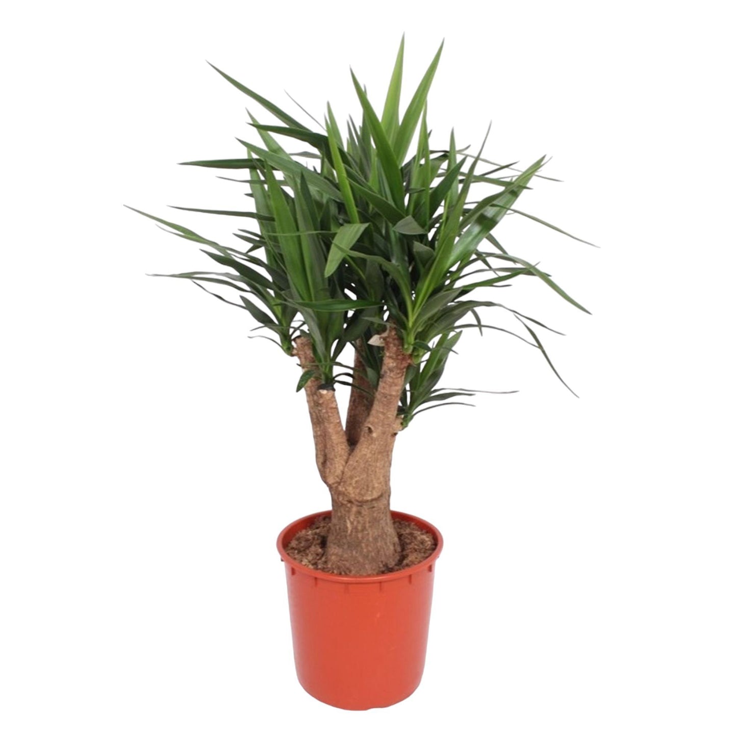 Yucca Elephantipes verzweigt - ↨140cm - Ø34cm