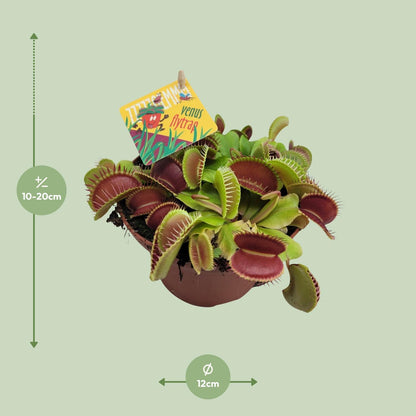 Dionaea Muscipula - Venusfliegenfalle - Ø12cm - ↨12cm