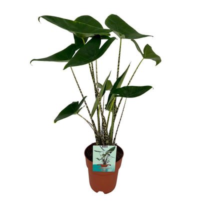 Alocasia Zebrina - ↨75cm - Ø19cm