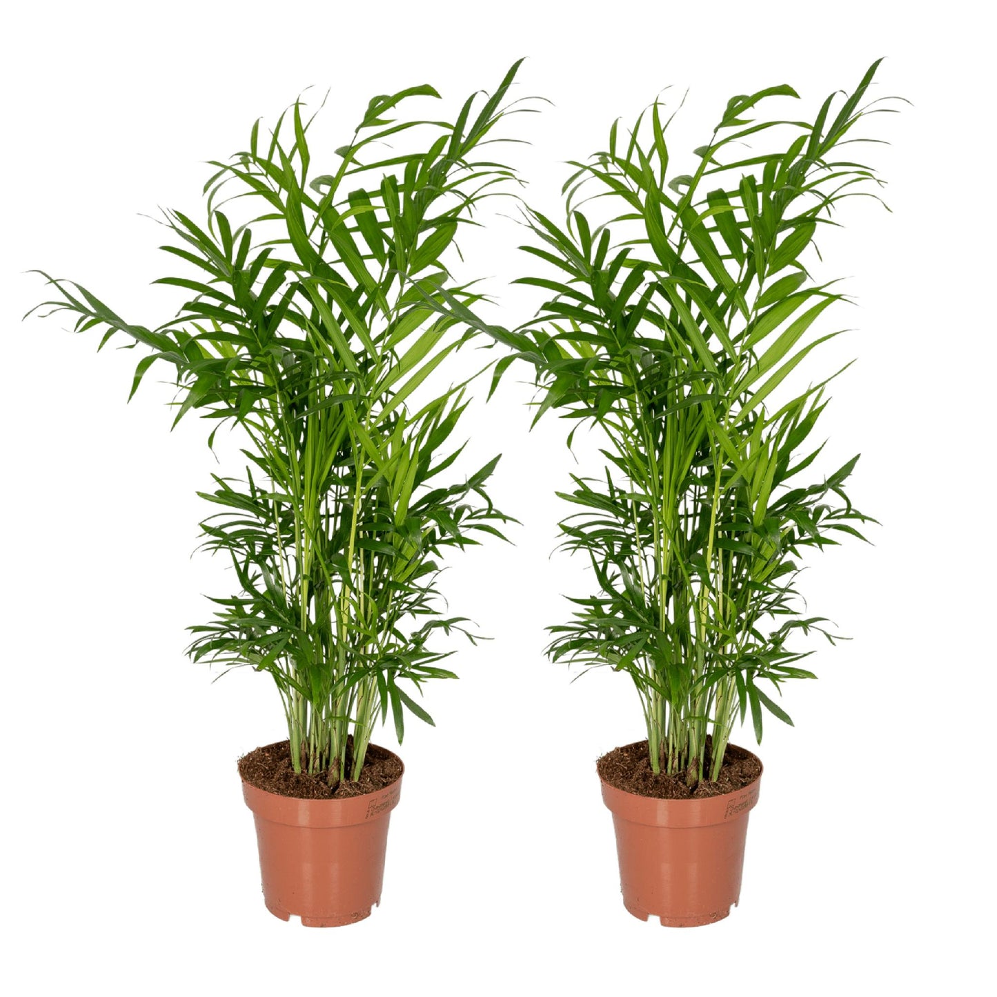 2x Chamaedorea Elegans - Mexikanische Bergpalme - Ø12cm - ↨40cm