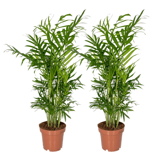 2x Chamaedorea Elegans - Mexikanische Bergpalme - Ø12cm - ↨40cm