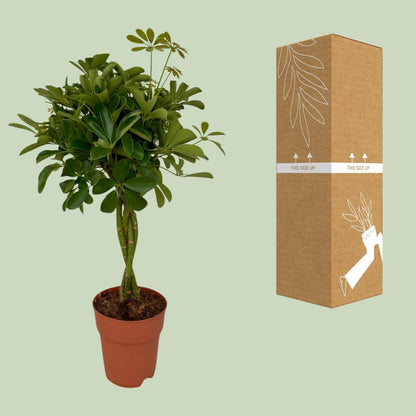 Schefflera Compacta - Ø19cm - ↨80cm