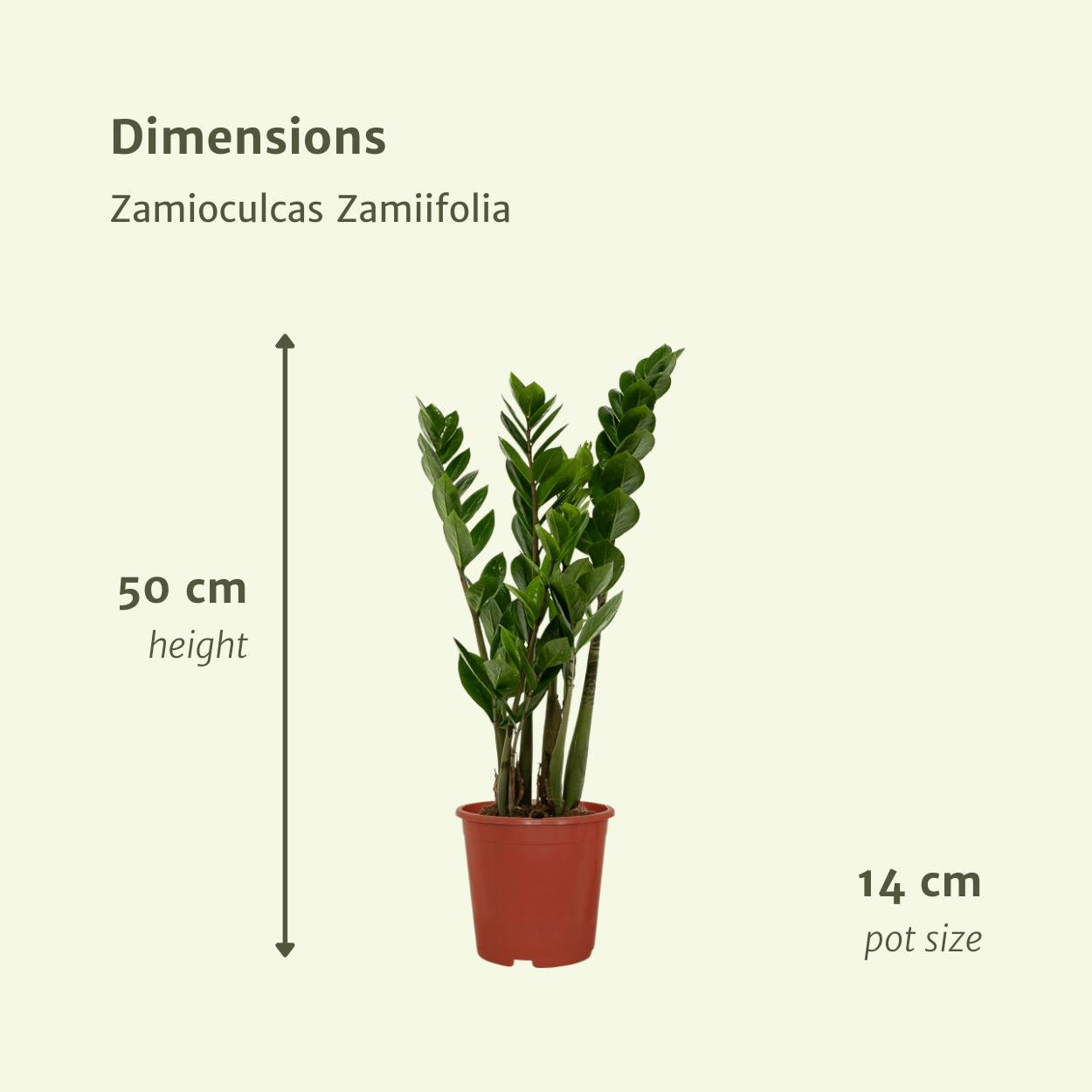 2x Zamioculcas Zamiifolia - Glücksfeder - ↨50cm - Ø14cm