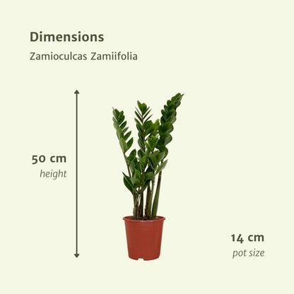 2x Zamioculcas Zamiifolia - Glücksfeder - ↨50cm - Ø14cm