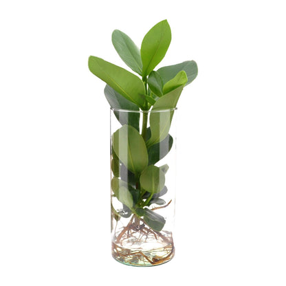 Clusia - Autographenbaum - im Zylinderglas - Ø12cm - ↨30cm