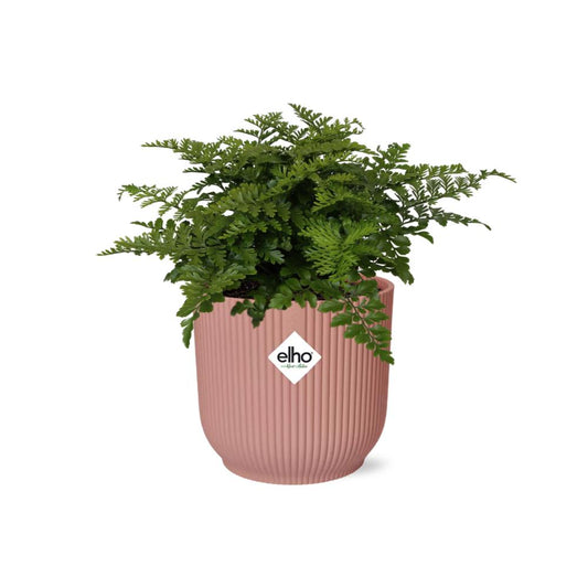 Asplenium Parvati - 10cm - 20cm - in ELHO Vibes Fold 14cm rosa