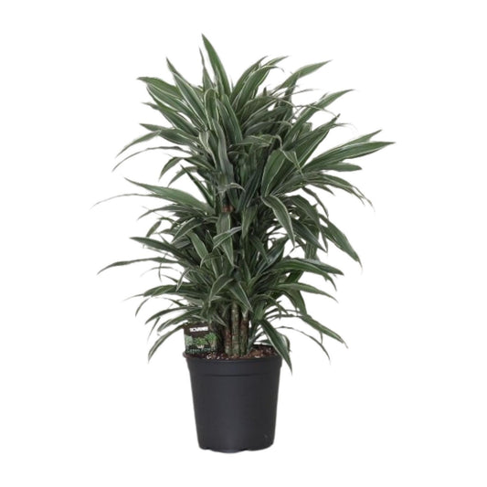 Dracaena Warneckei - Drachenbaum - Ø24cm - ↨100cm