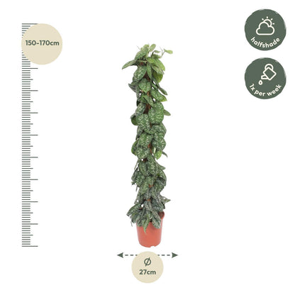 Scindapsus Pictus Trebie mit Stock  - ↨160cm - Ø27cm