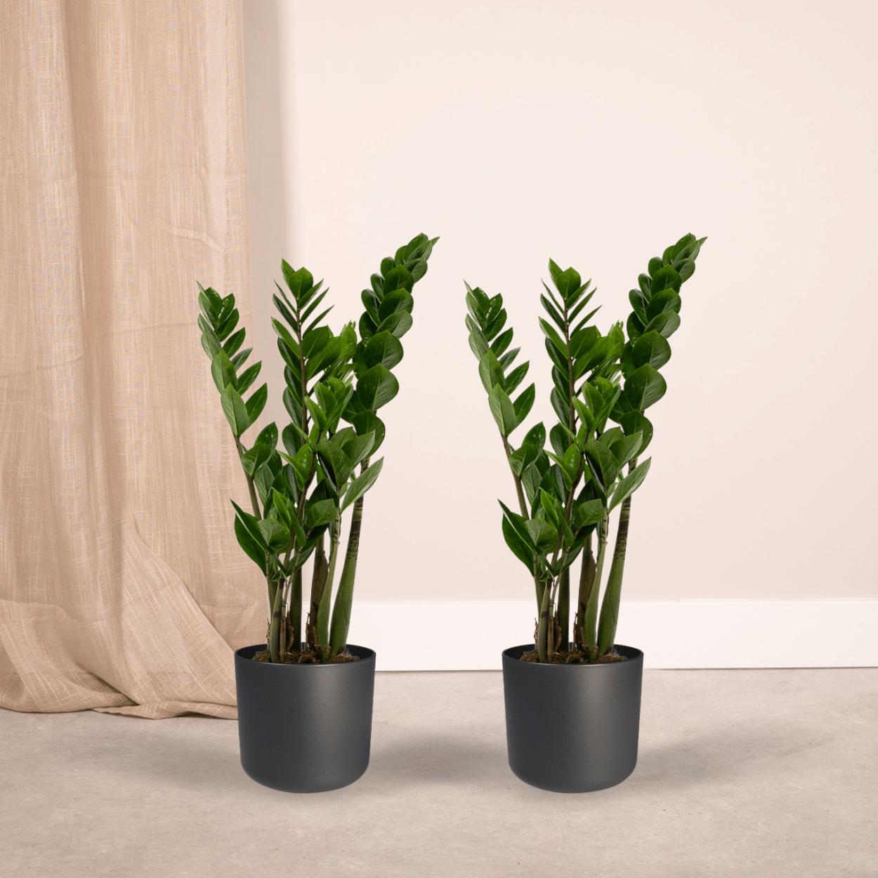 2x Zamioculcas Zamiifolia - Glücksfeder - ↨50cm - Ø14cm