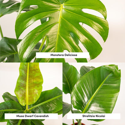 Monstera Deliciosa - Ø21cm - ↨75cm + Alocasia Zebrina - Ø19cm - ↨75cm + Strelitzia Nicolai - Ø19cm - ↨85cm + Korb Selin