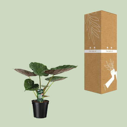 Alocasia Wentii - Elefantenohr - ↨70cm - Ø19cm