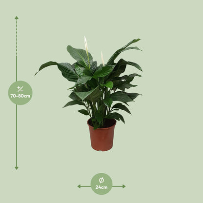 Spathiphyllum Sweet Silvana - Ø24cm - ↨80cm