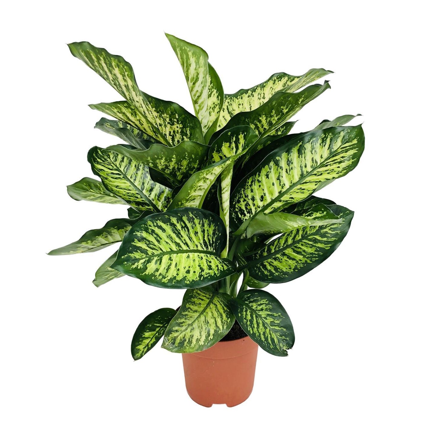 Dieffenbachia Camilla - Ø21cm - ↨75cm