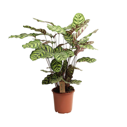 Calathea Makoyana - Ø21cm - ↨55cm