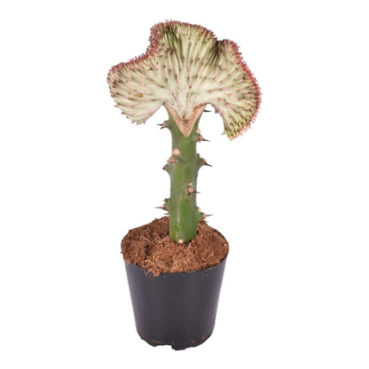 Euphorbia Lactea Cristata - rot - ↨30cm - Ø10,5cm