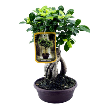 Ficus Ginseng - Chinesische Feige - ↨30cm - Ø17cm