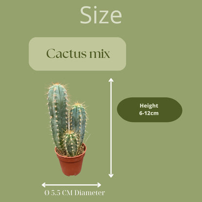 20 Stück - Kaktus Mix – 5.5cm Ø- ↨6-12cm