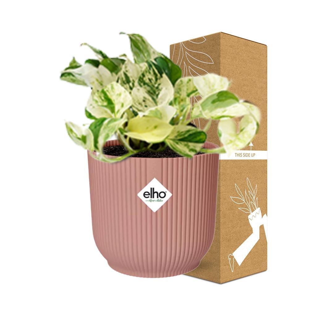 Epipremnum Happy Leaf - 10cm-20cm in ELHO Vibes Fold Topf 14cm rosa