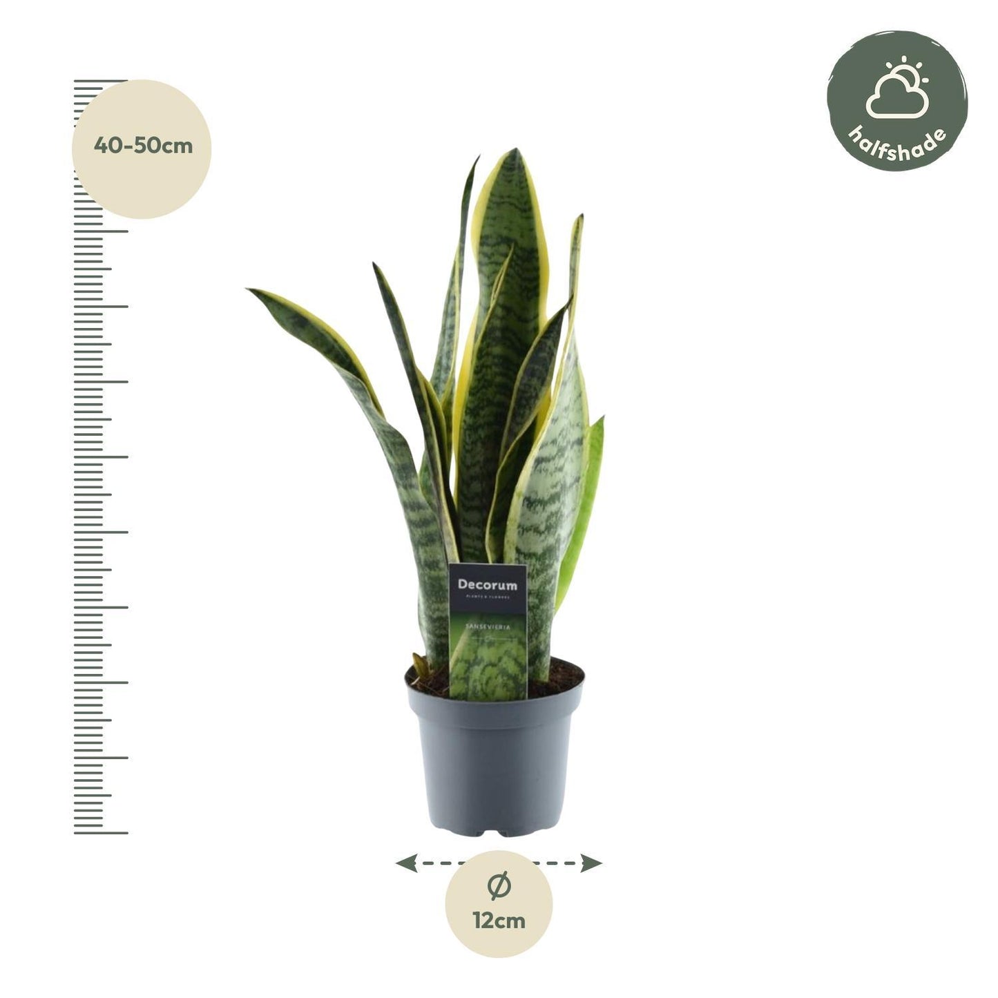 Sansevieria Laurentii - ↨45cm - Ø12cm