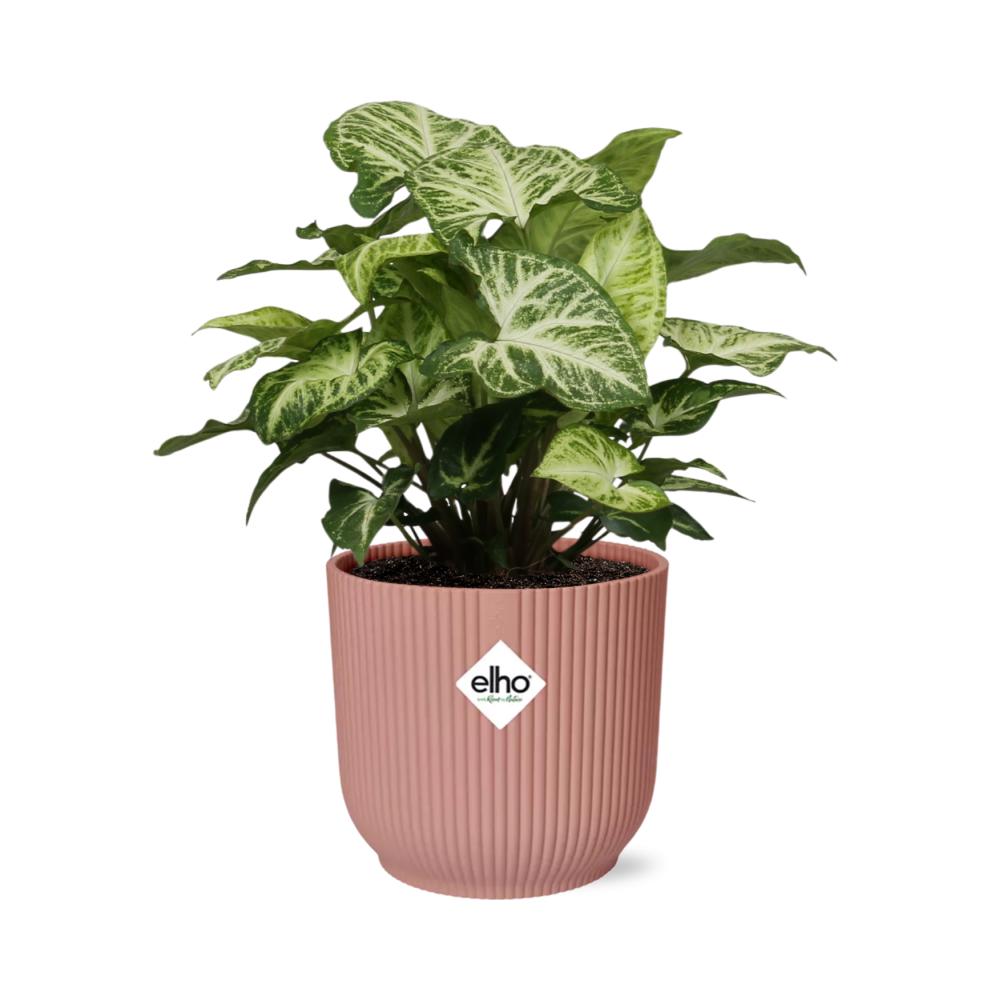 Syngonium Arrow - 20cm-30cm in ELHO Vibes Fold Topf rosa 14cm