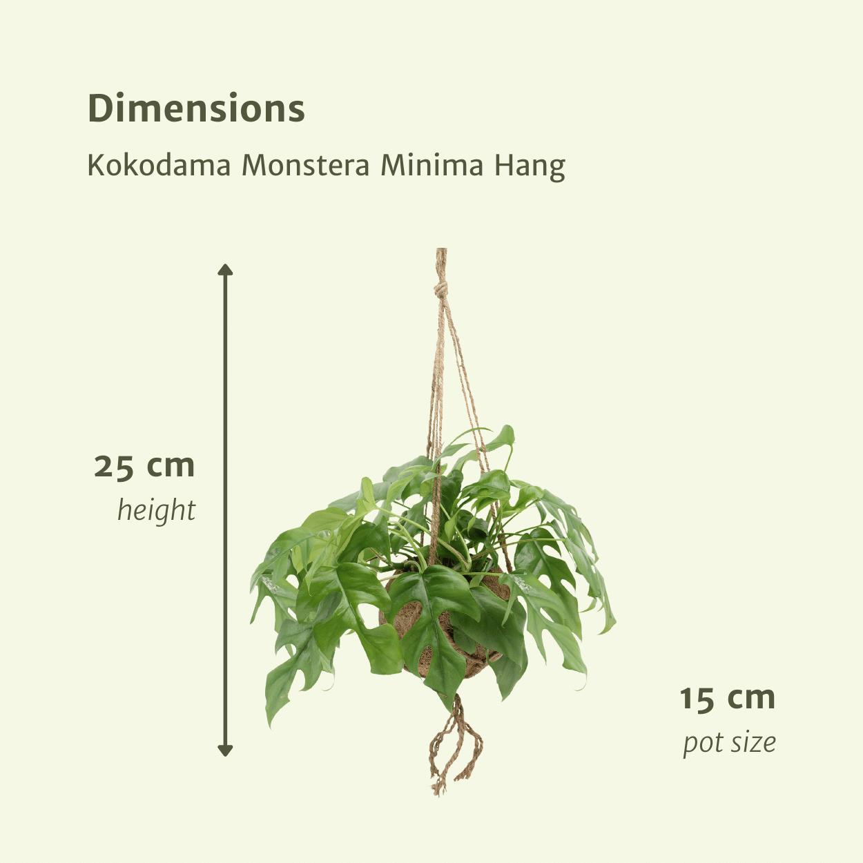 Kokodama Monstera Minima Hang (Lochpflanze) - 2 Stücke - Ø15cm - ↨25cm